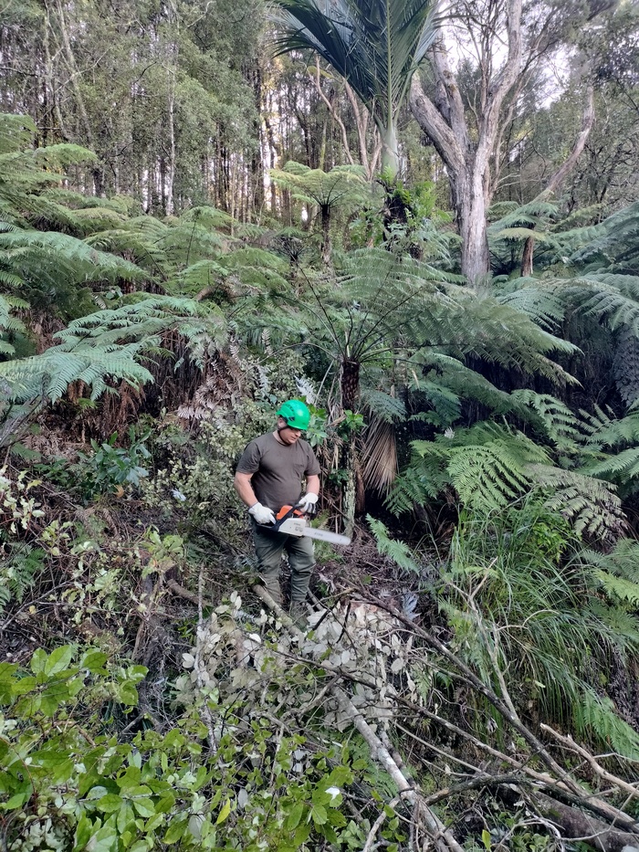 Andrew Tree Services | Arborist expertly pruning a tree in Auckland