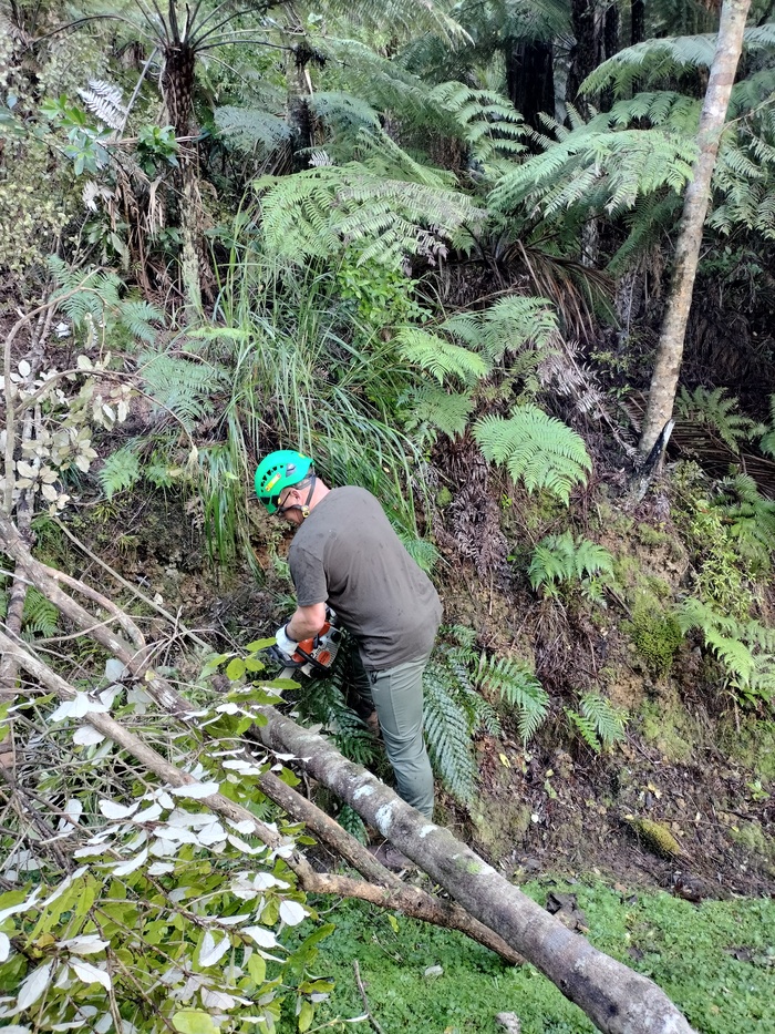 Andrew Tree Services | Skilled arborist performing tree care in Auckland