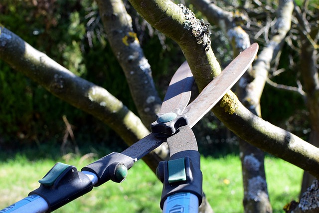 Andrew Tree Services | Best Tree Pruning Service in Auckland