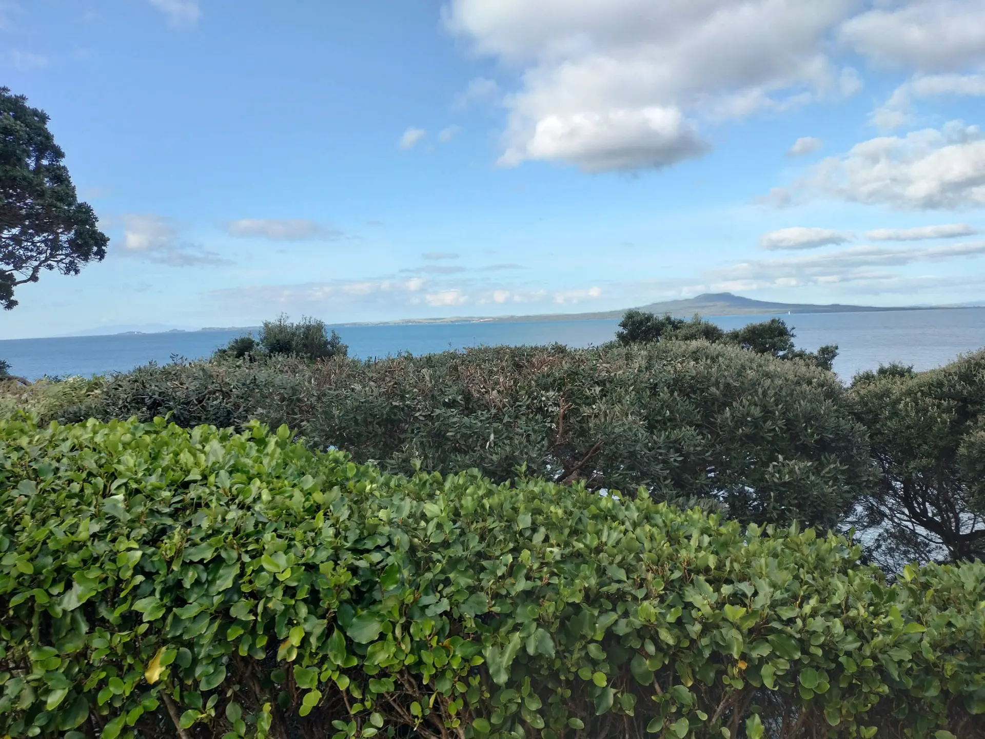 Mature macrocarpa removal — after