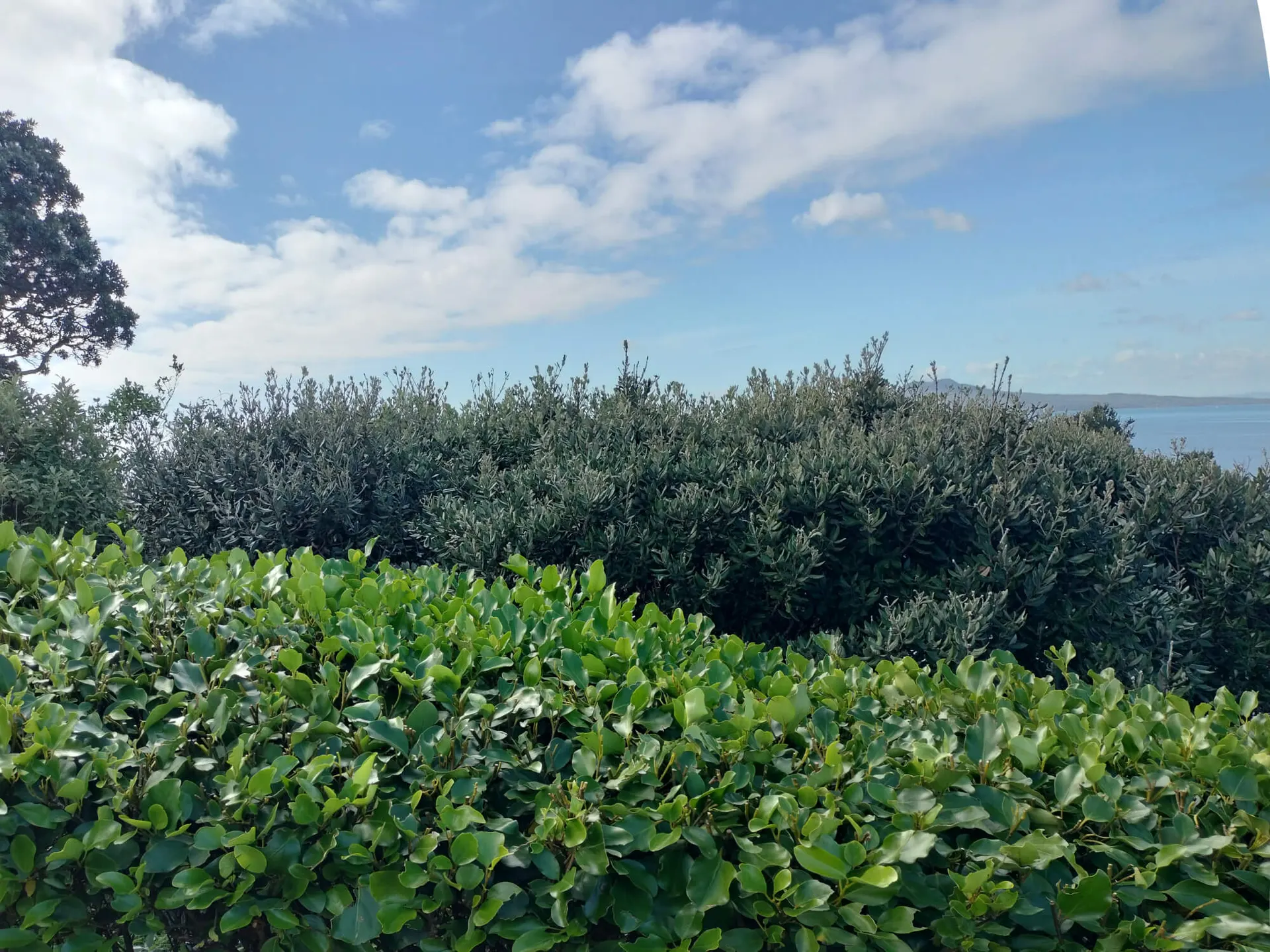 Mature macrocarpa removal — before