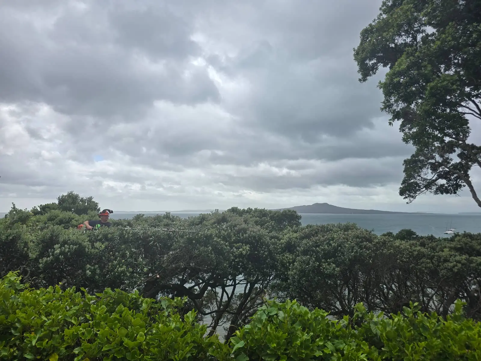 Tree trimming with Rangitoto Island view