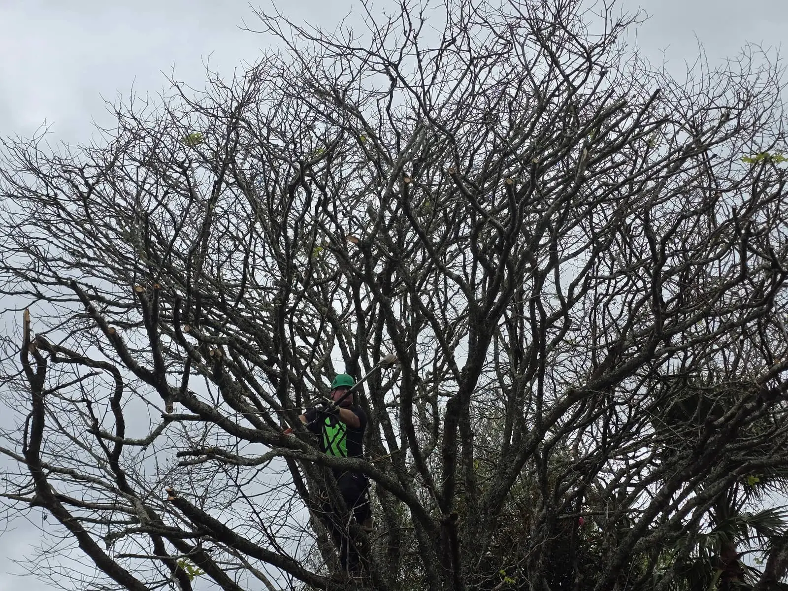 Arborist working in tree canopy