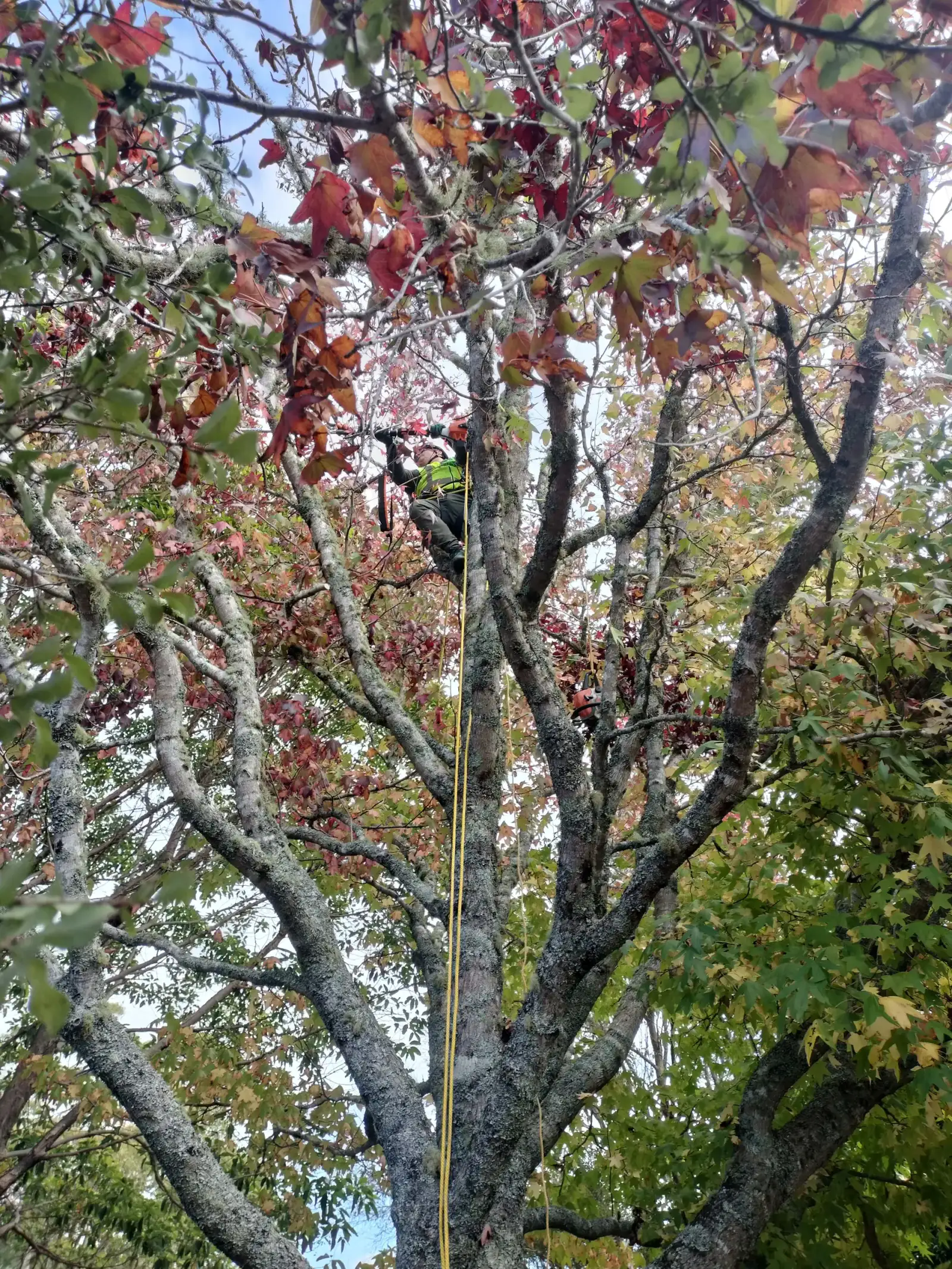 Arborist climbing for tree pruning