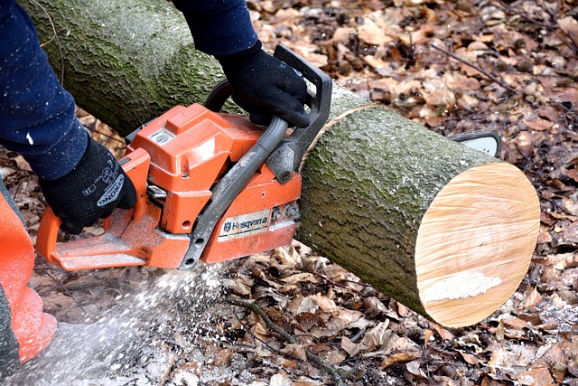 Andrew Tree Services | Auckland's Top Tree Removal Service